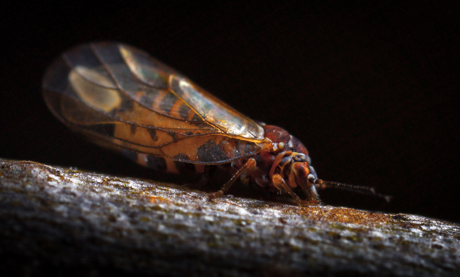 Macro hunting #98 - My, Macro, Insects, Arachnida, Spider, Frogs, Toad, Eyes, Flowers, Longpost, Macro photography