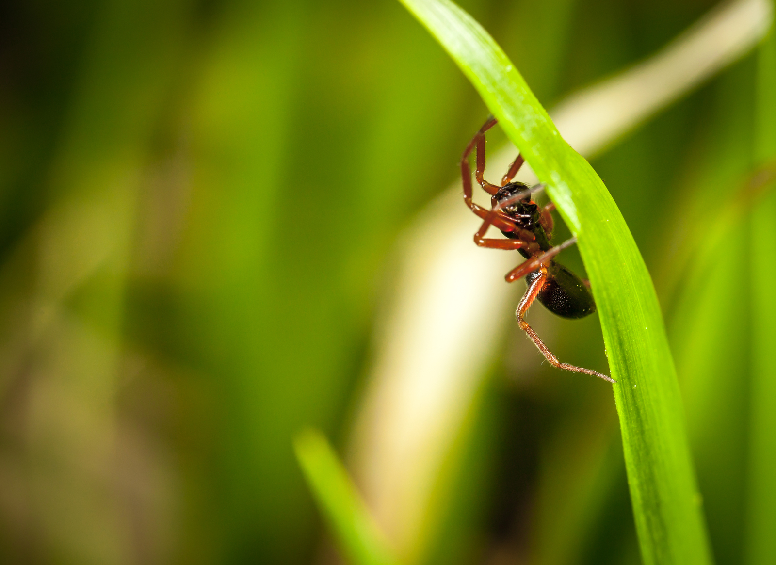 Macro hunting #98 - My, Macro, Insects, Arachnida, Spider, Frogs, Toad, Eyes, Flowers, Longpost, Macro photography