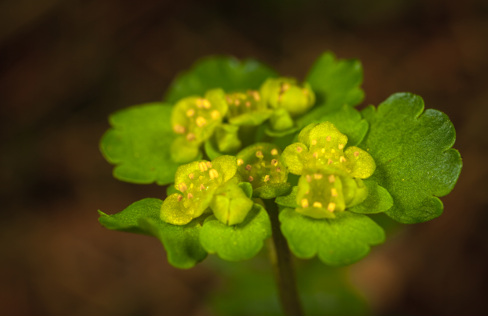 Macro hunting #98 - My, Macro, Insects, Arachnida, Spider, Frogs, Toad, Eyes, Flowers, Longpost, Macro photography