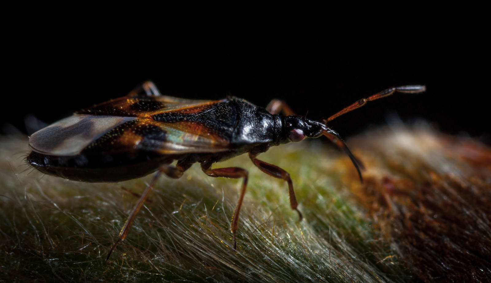 Macro hunting #98 - My, Macro, Insects, Arachnida, Spider, Frogs, Toad, Eyes, Flowers, Longpost, Macro photography