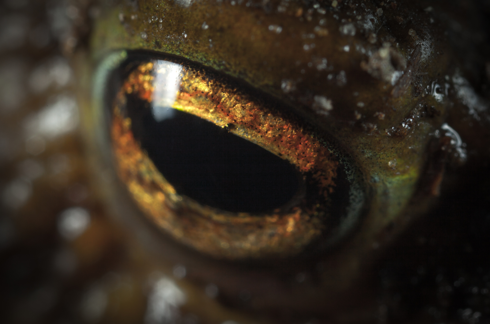 Frog eye. Глаза амфибий. Глаза лягушки. Глаза земноводных макро. Глаза лягушки макро.