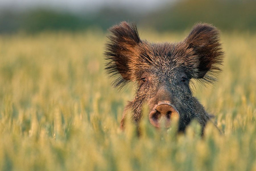 Boar - Boar, Field, Animals, Nature