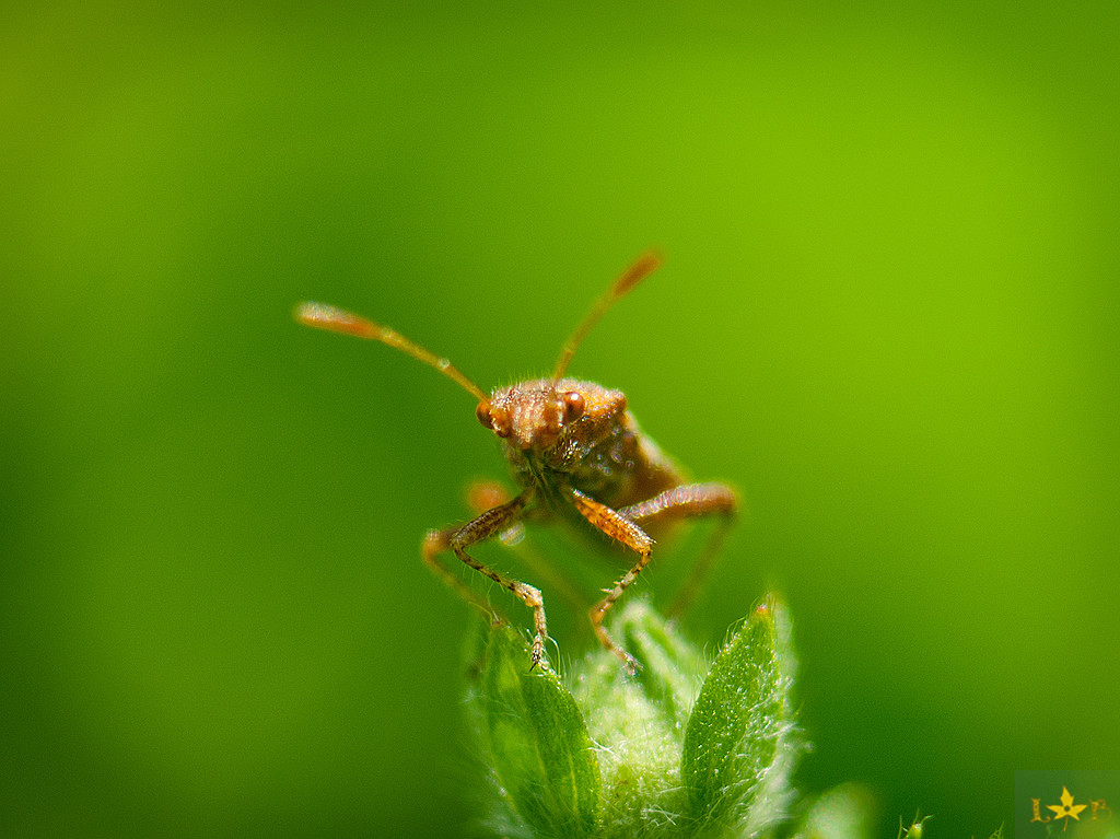 Macroworld from an amateur. - My, Macro, Insects, A fish, Plants, Longpost, Macro photography