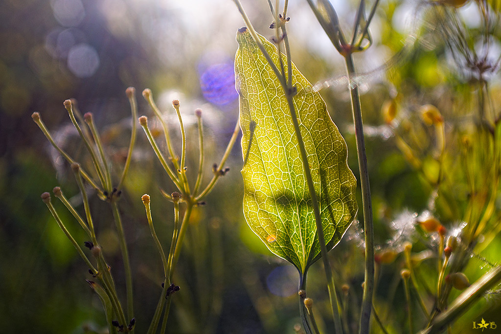 Macroworld from an amateur. - My, Macro, Insects, A fish, Plants, Longpost, Macro photography