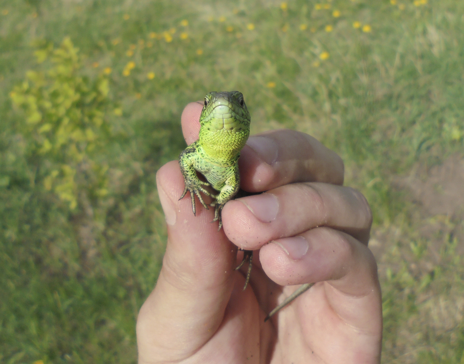 Lizards near Samara - My, Lizard, Samara, Nature, Longpost