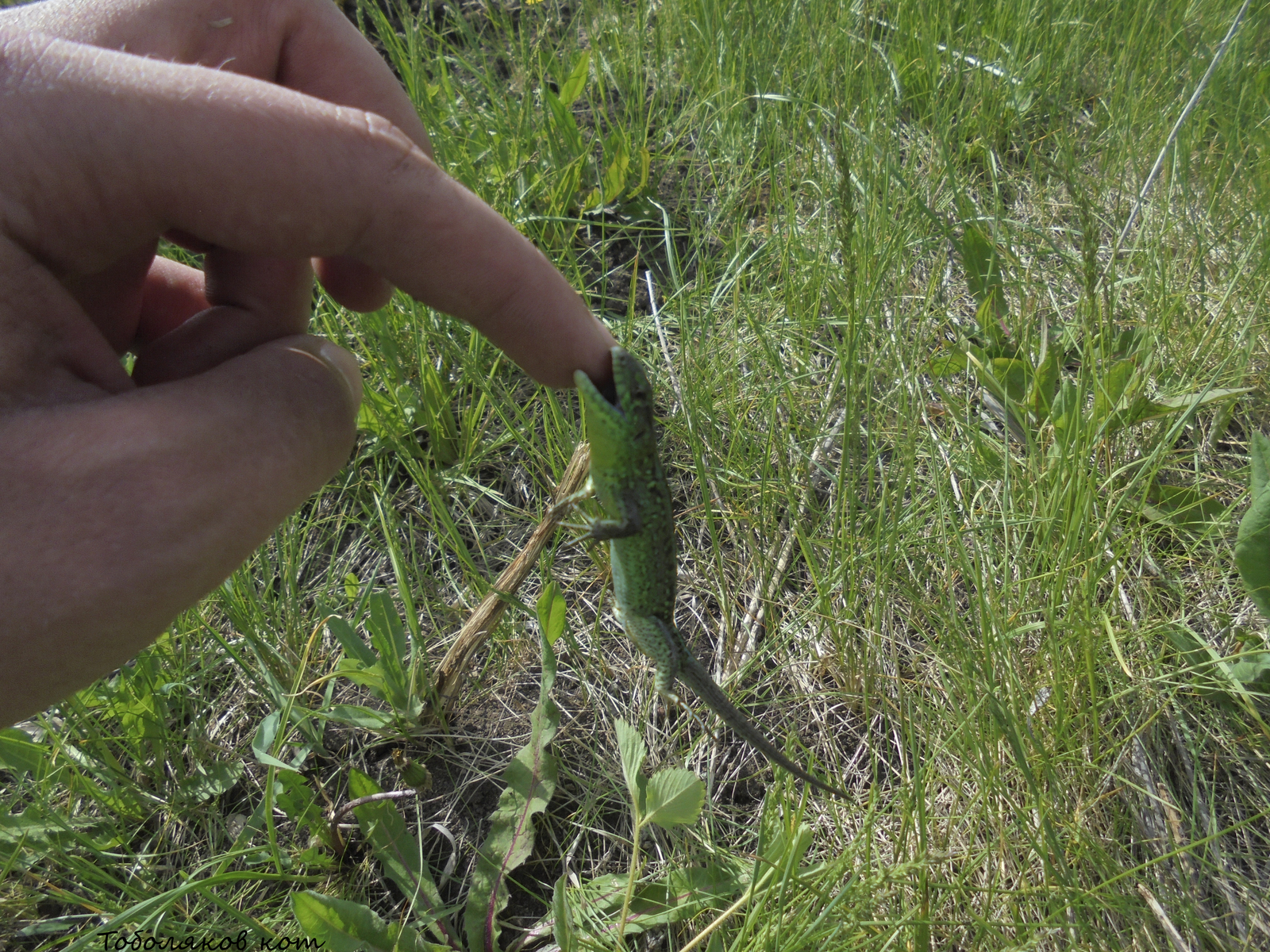 Lizards near Samara - My, Lizard, Samara, Nature, Longpost