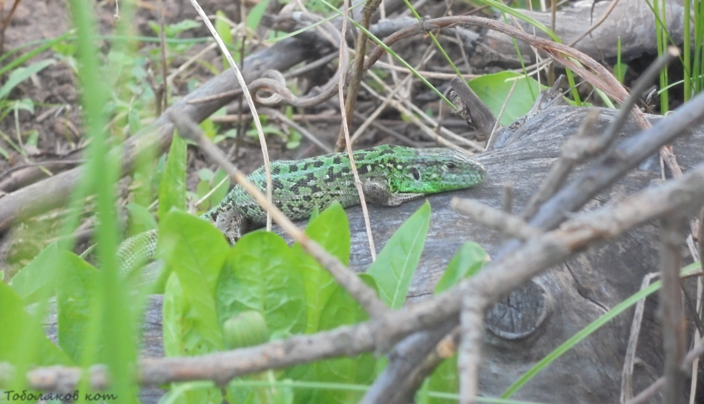 Lizards near Samara - My, Lizard, Samara, Nature, Longpost