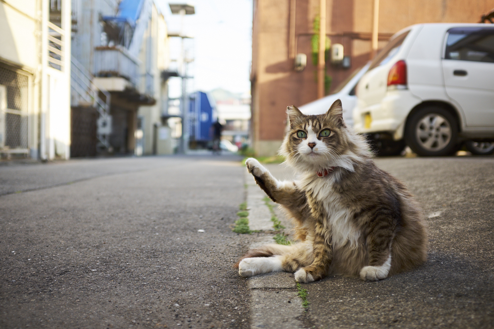 What's a weekend without cats? - The photo, cat, Animals, So different, Tail, Longpost