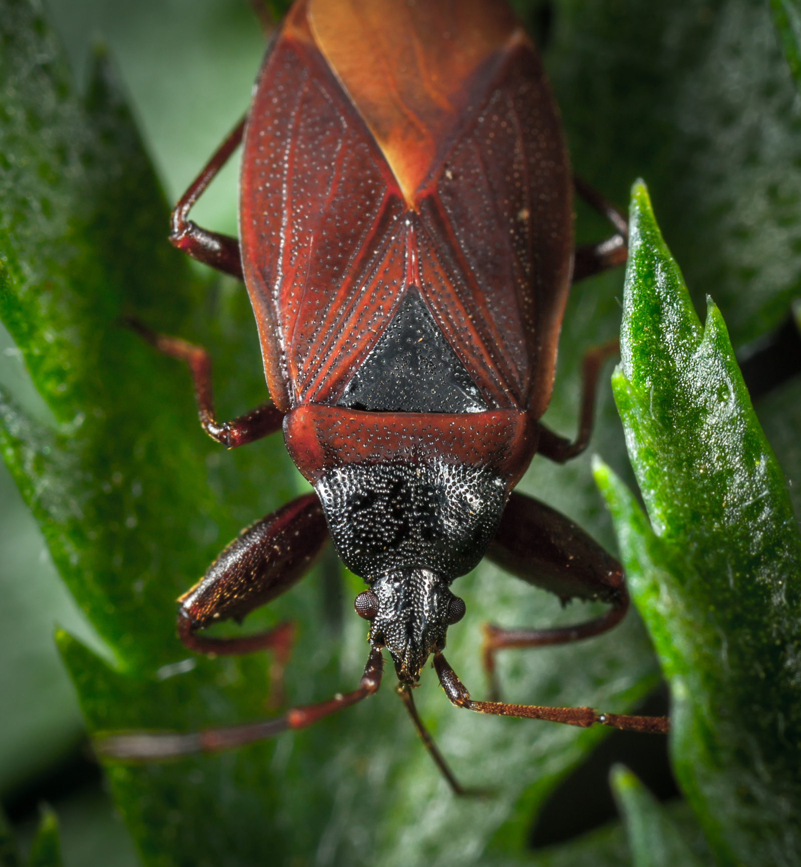 Macrohunt #99 - My, Macro, Arachnida, Spider, Ants, Муха, Жуки, Bees, Longpost, Macro photography