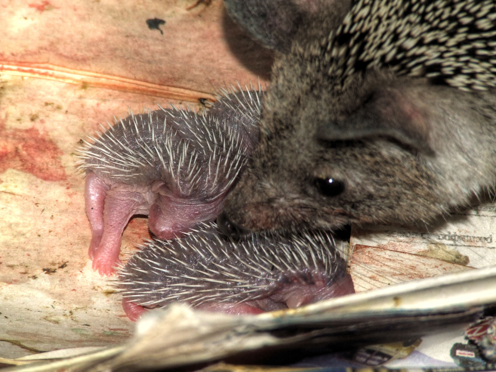 Hedgehogs are born. - My, Hedgehog, Animals, , Longpost