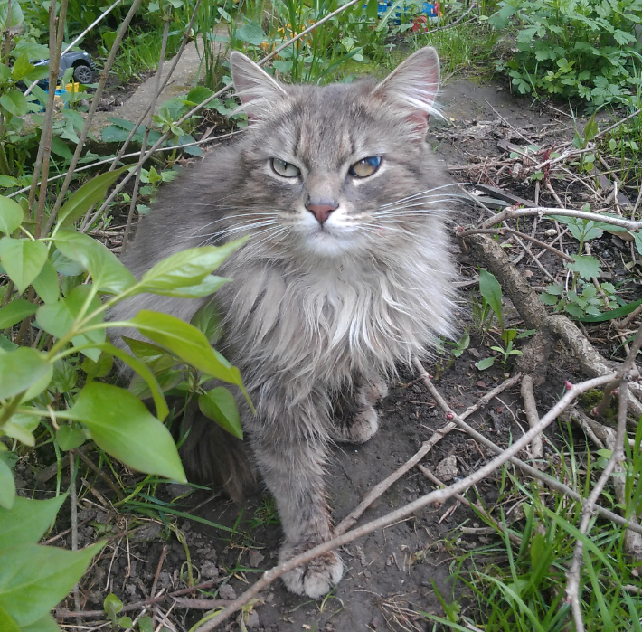 Came back home... - My, cat, Tramp, Astonishment, Joy