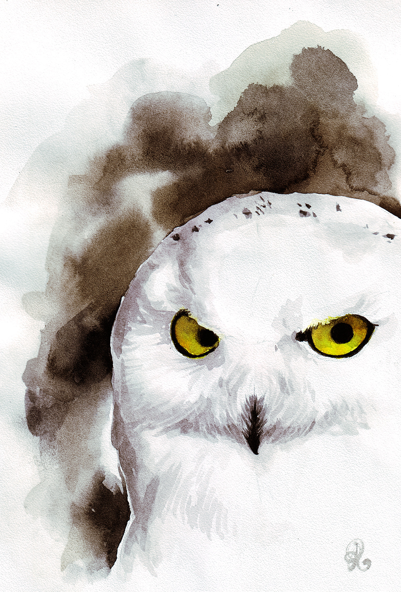 Watercolor animals and birds - My, Watercolor, Animals, Drawing, Owl, Longpost