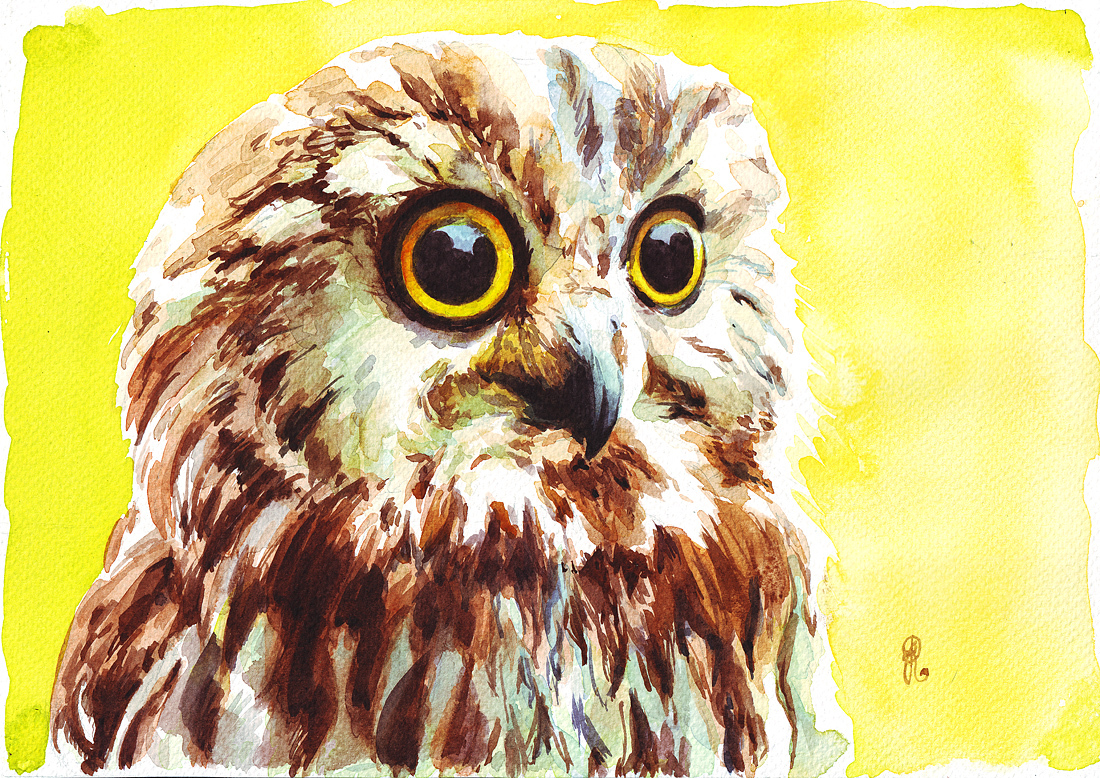 Watercolor animals and birds - My, Watercolor, Animals, Drawing, Owl, Longpost