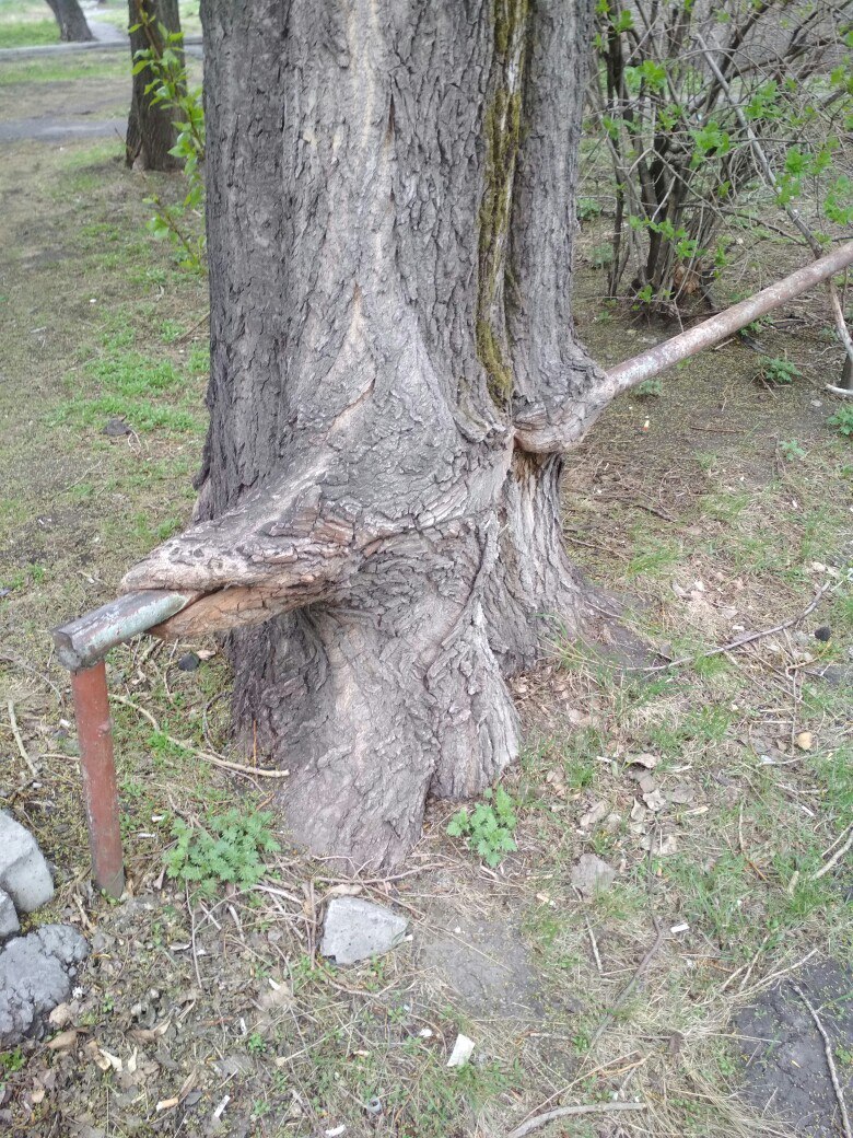 When the body lacks iron - My, Tree, Is eating, Fence