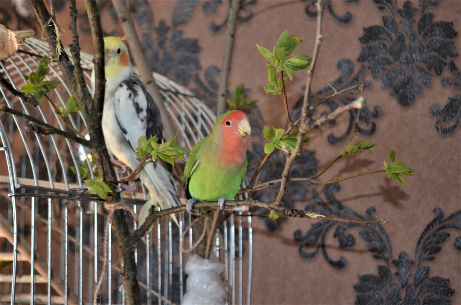 Parrot Amusement Park - My, Scottish lop-eared, cat, Necklace parrot, Rose-cheeked lovebird, Fisher's Lovebird, Nymphs, Corella, A parrot, Longpost