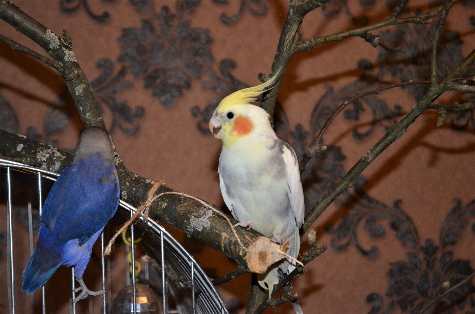 Parrot Amusement Park - My, Scottish lop-eared, cat, Necklace parrot, Rose-cheeked lovebird, Fisher's Lovebird, Nymphs, Corella, A parrot, Longpost