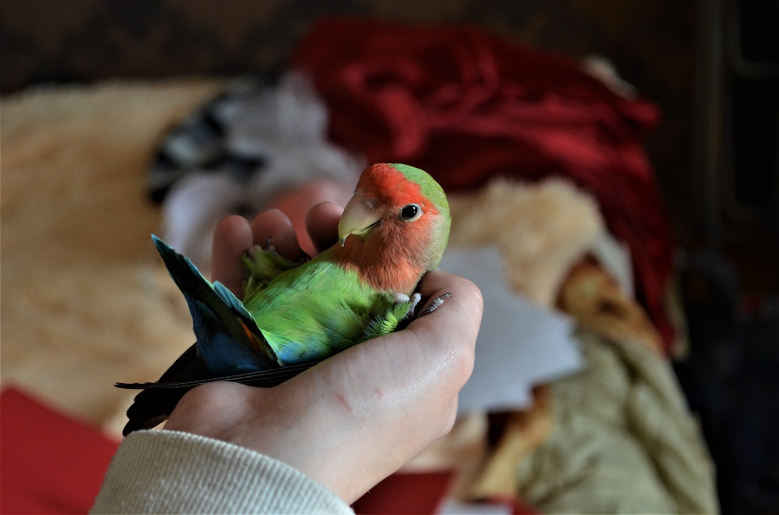 Parrot Amusement Park - My, Scottish lop-eared, cat, Necklace parrot, Rose-cheeked lovebird, Fisher's Lovebird, Nymphs, Corella, A parrot, Longpost