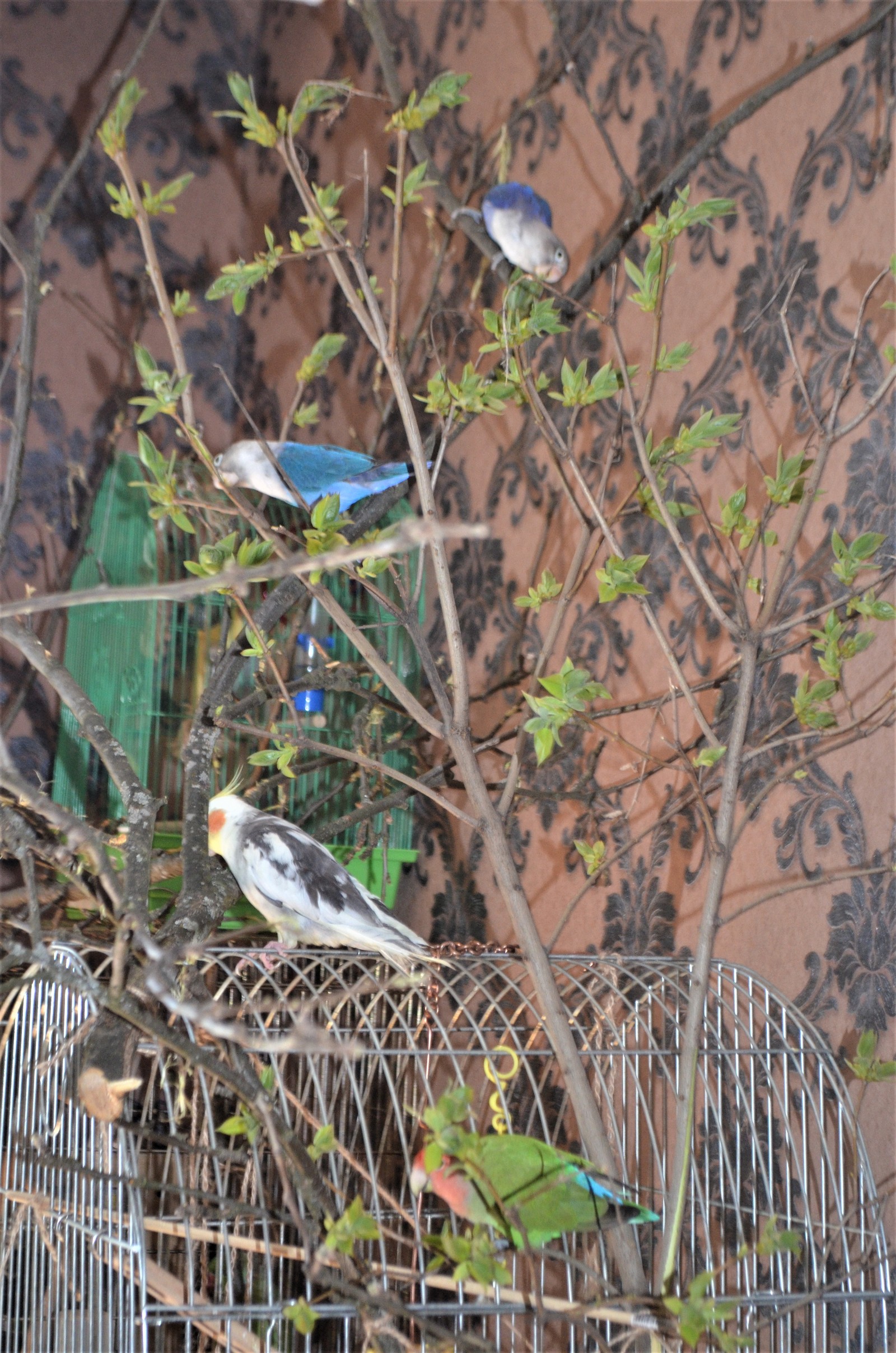 Parrot Amusement Park - My, Scottish lop-eared, cat, Necklace parrot, Rose-cheeked lovebird, Fisher's Lovebird, Nymphs, Corella, A parrot, Longpost