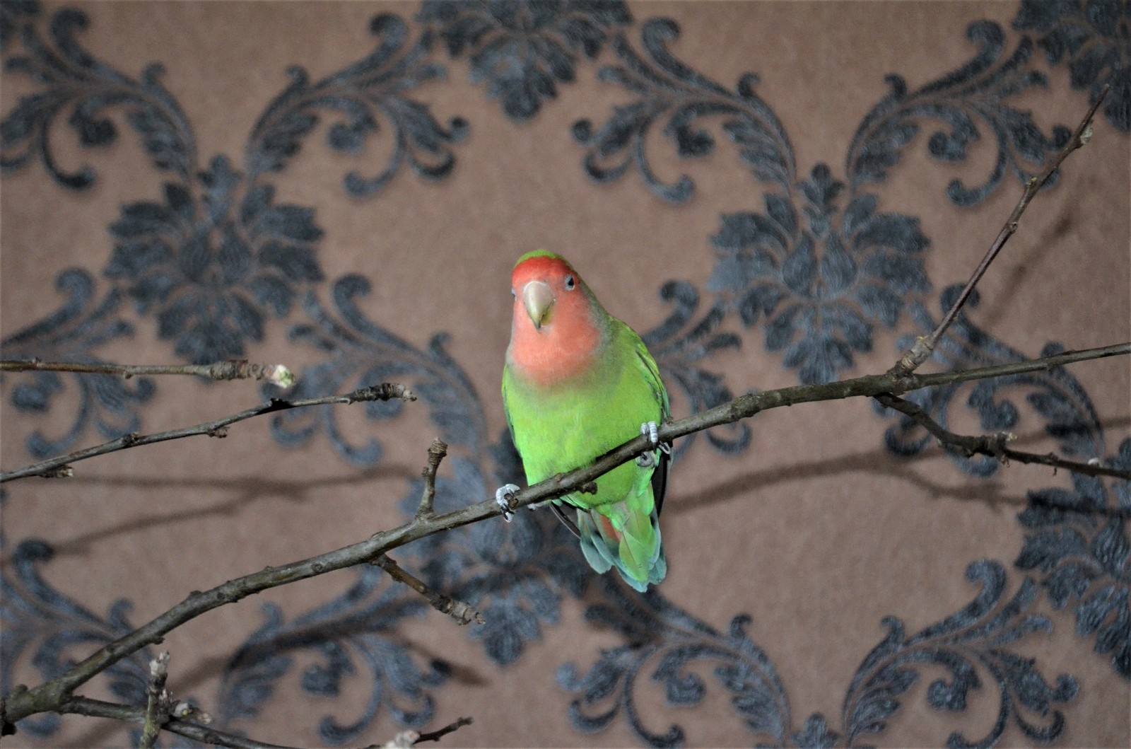 Parrot Amusement Park - My, Scottish lop-eared, cat, Necklace parrot, Rose-cheeked lovebird, Fisher's Lovebird, Nymphs, Corella, A parrot, Longpost