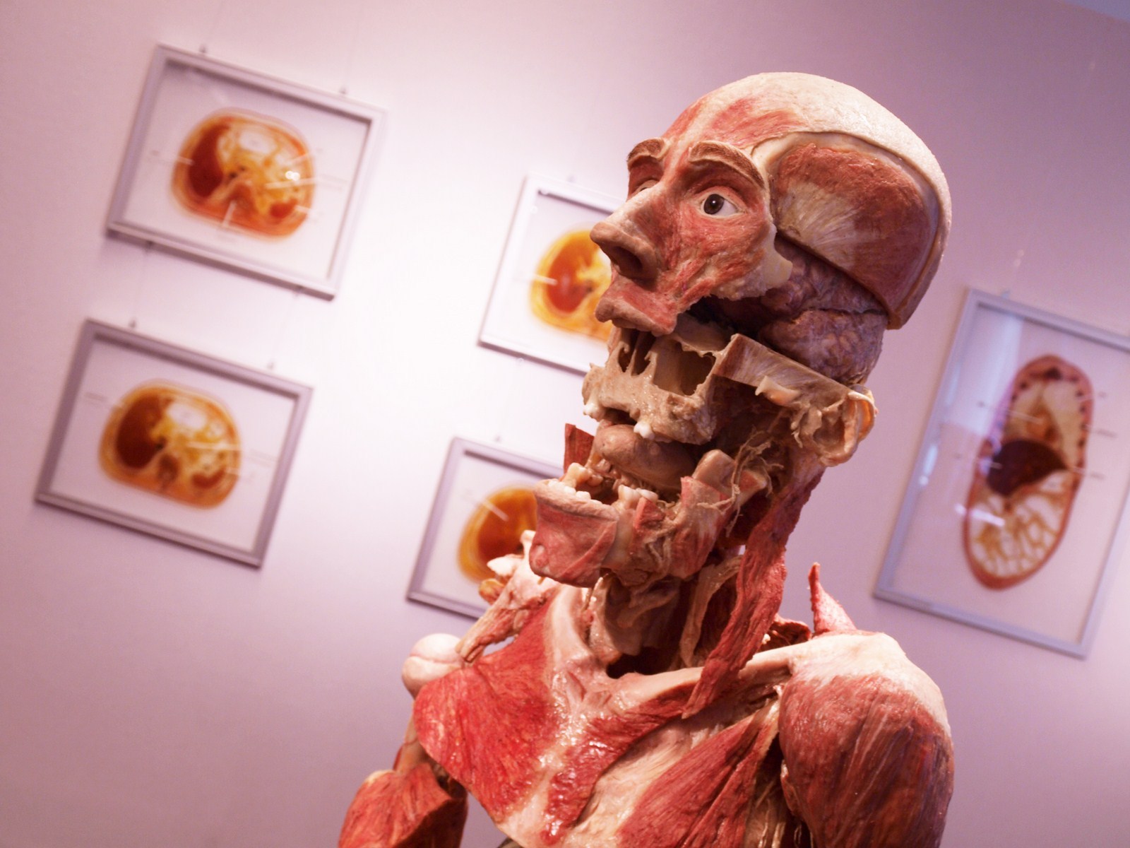 Пластинариум (Plastinarium) — музей Гунтера фон Хагенса, Германия | Пикабу