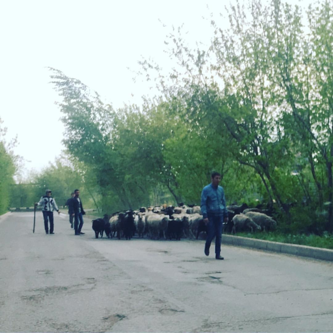 A typical Saturday in Novosibirsk... - Novosibirsk, Rams, Saturday