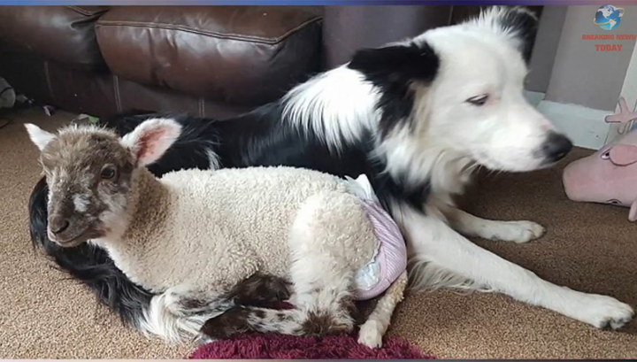 The dog and the lamb became friends in a shelter and escaped from there together - Animals, Shelter, The escape