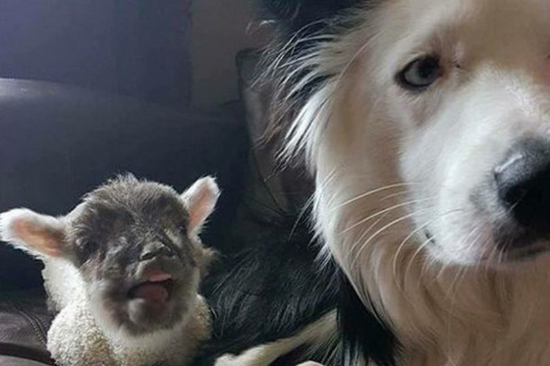 The dog and the lamb became friends in a shelter and escaped from there together - Animals, Shelter, The escape