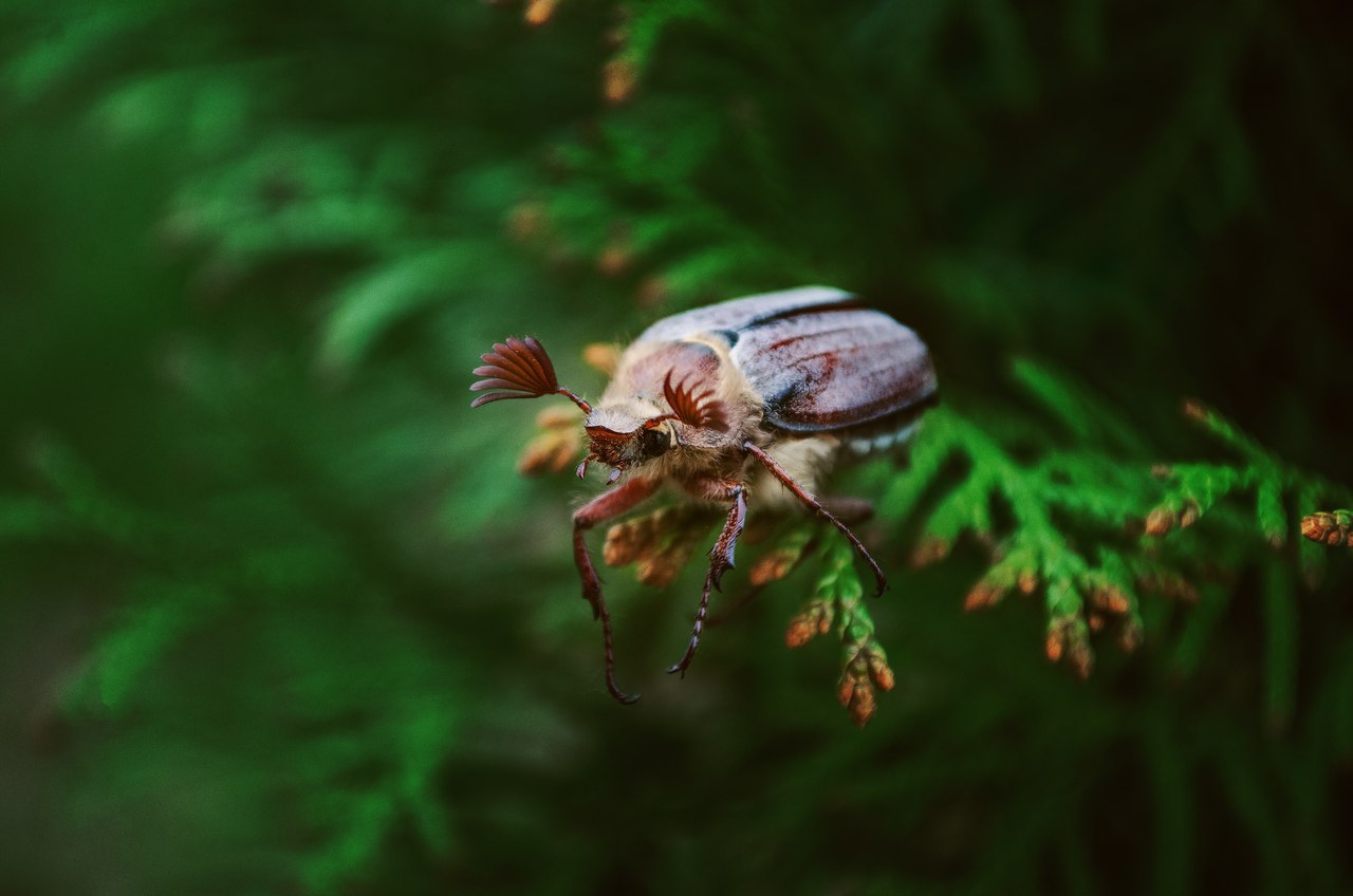 With eyelashes - Жуки, Branch, Nature, Milota