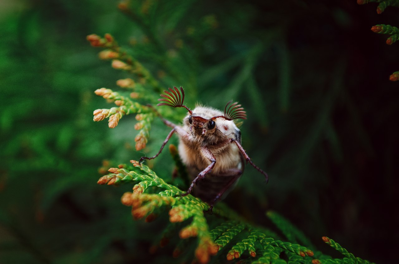 With eyelashes - Жуки, Branch, Nature, Milota