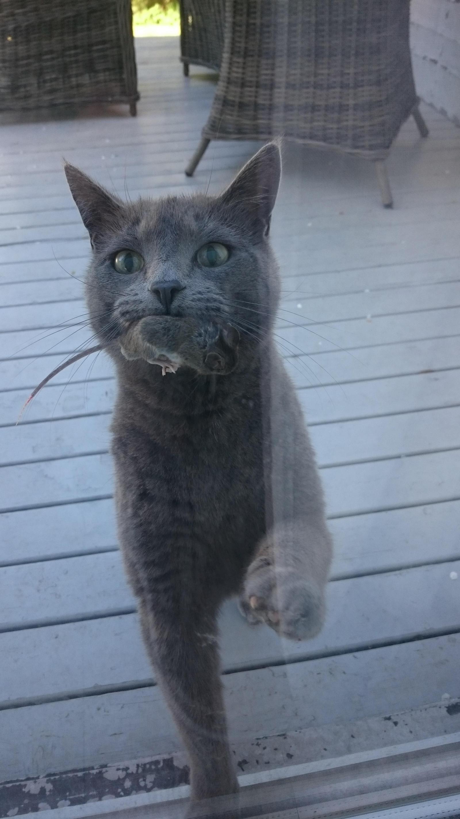 My cat knocked on the door, wanting to be let in with prey - The photo, cat, Mouse, Mining