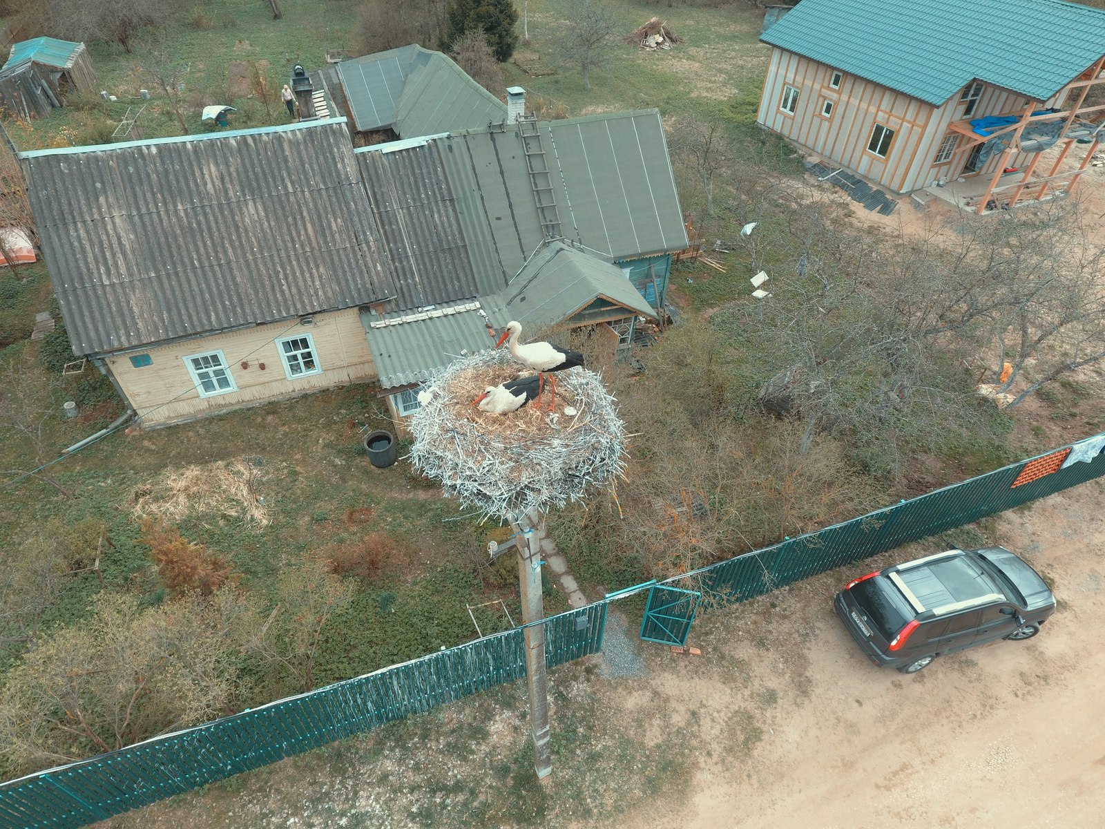 Family - , Birds, Drone, Foreshortening, Family, , Stork, The photo