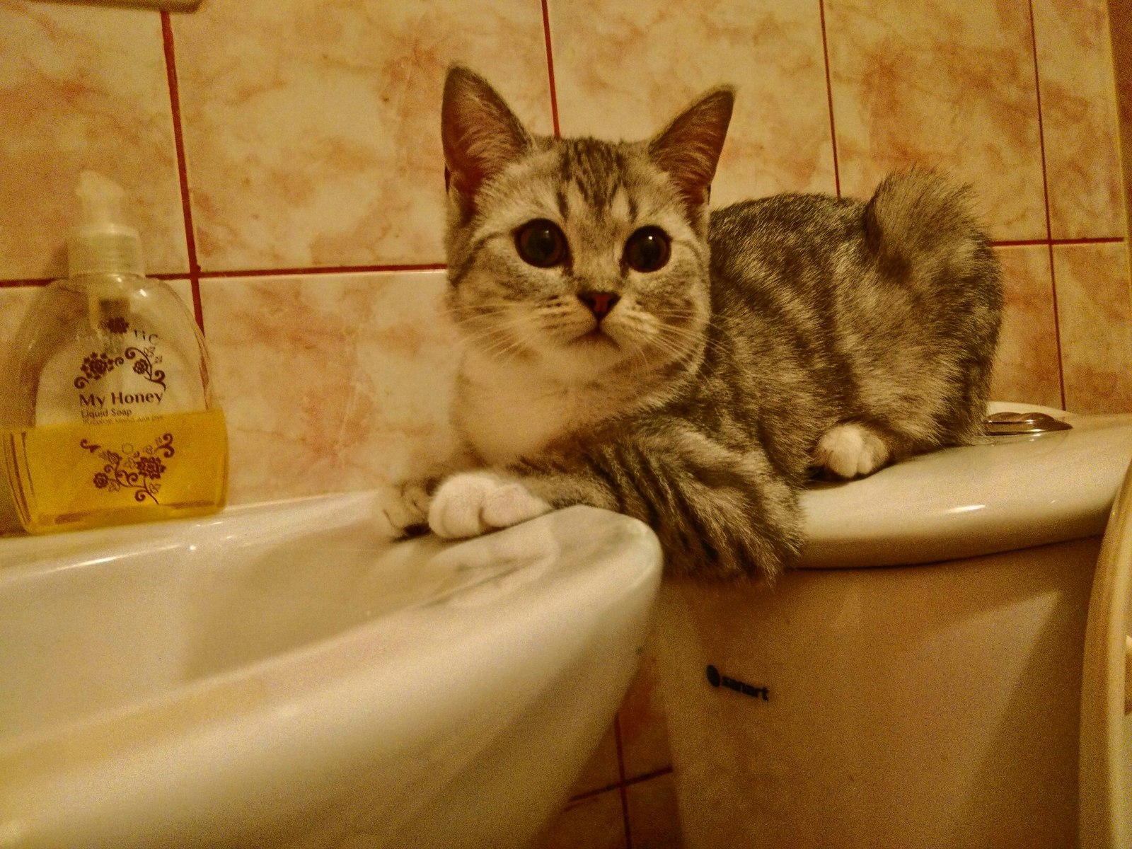 Convenience - cat, Convenience, Toilet, Sink, Homemade, The photo