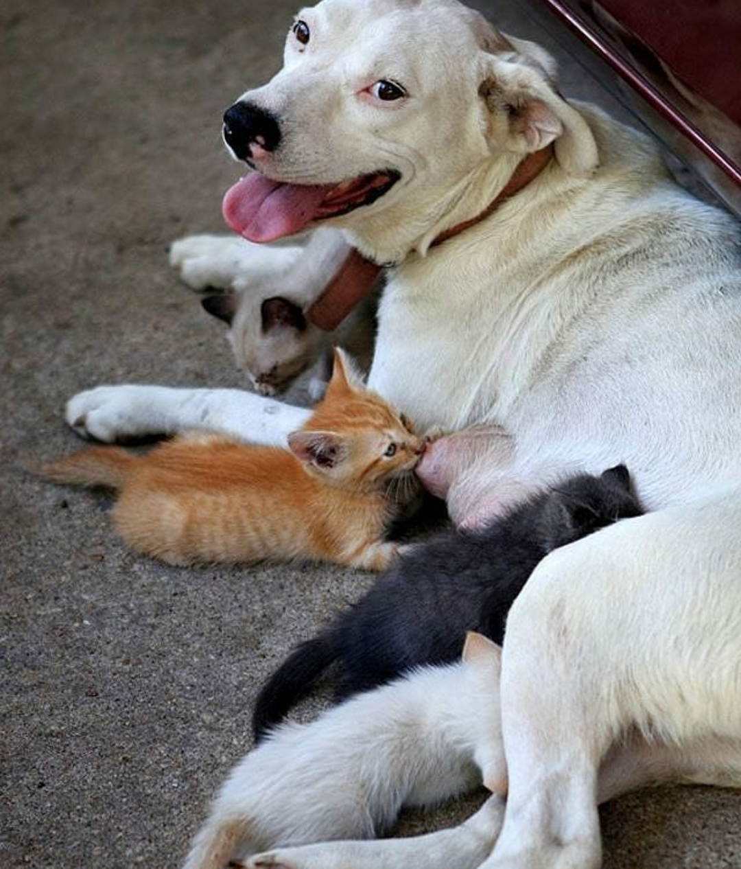 Dog adopted kittens - Dog, cat, Mum