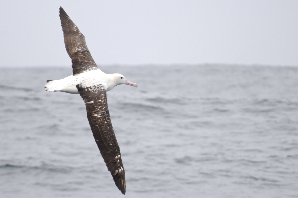 Интересное об альбатросах | Пикабу