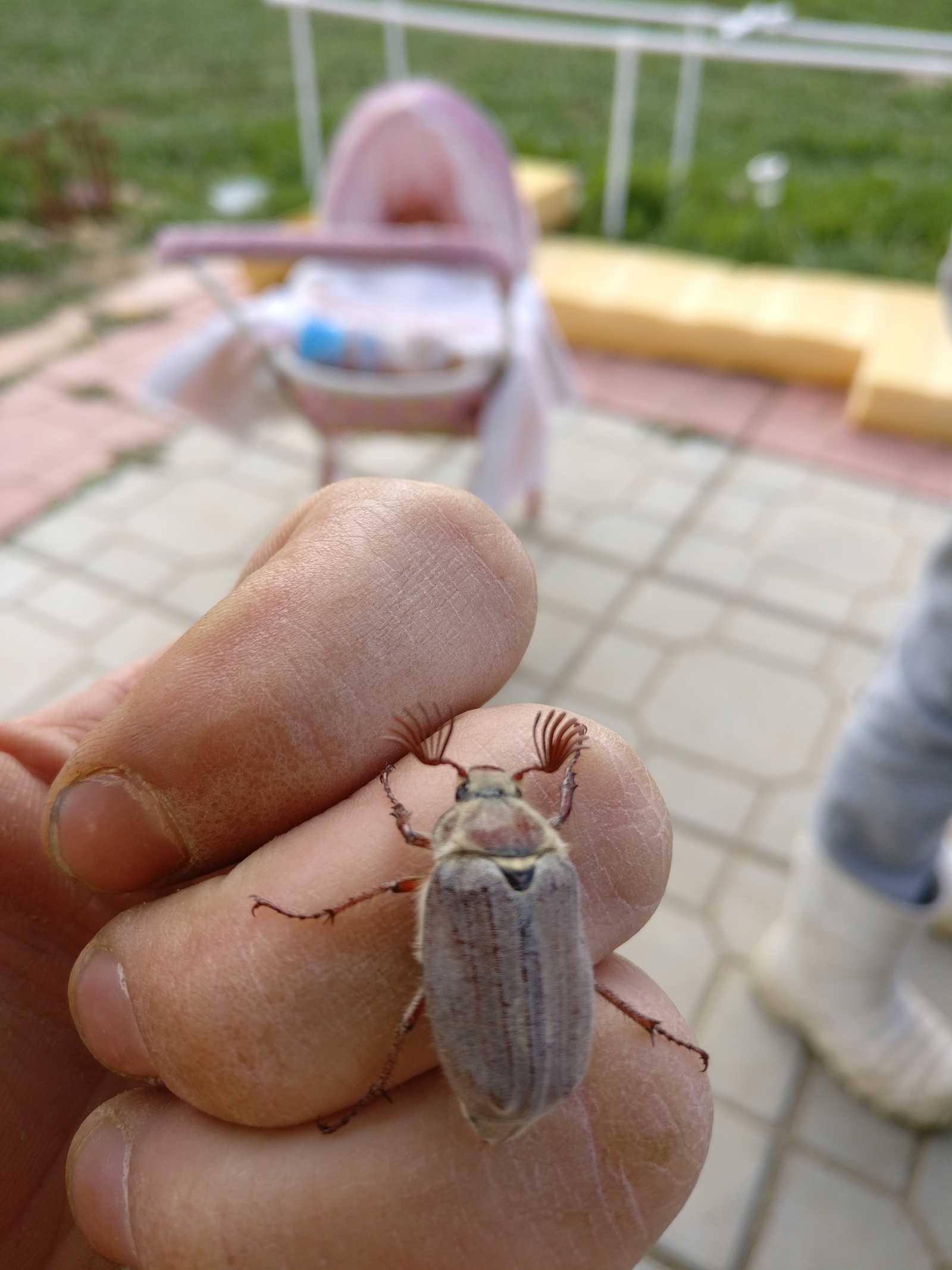 Какие ресницы... - Моё, Жуки, Oneplus