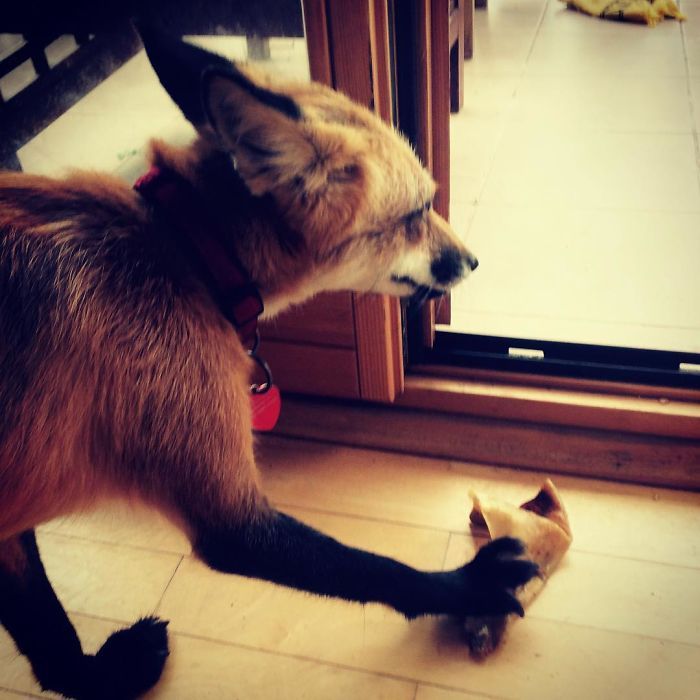 Domestic fox Jay and his life =) - Fox, Dog, House, Not mine, Longpost