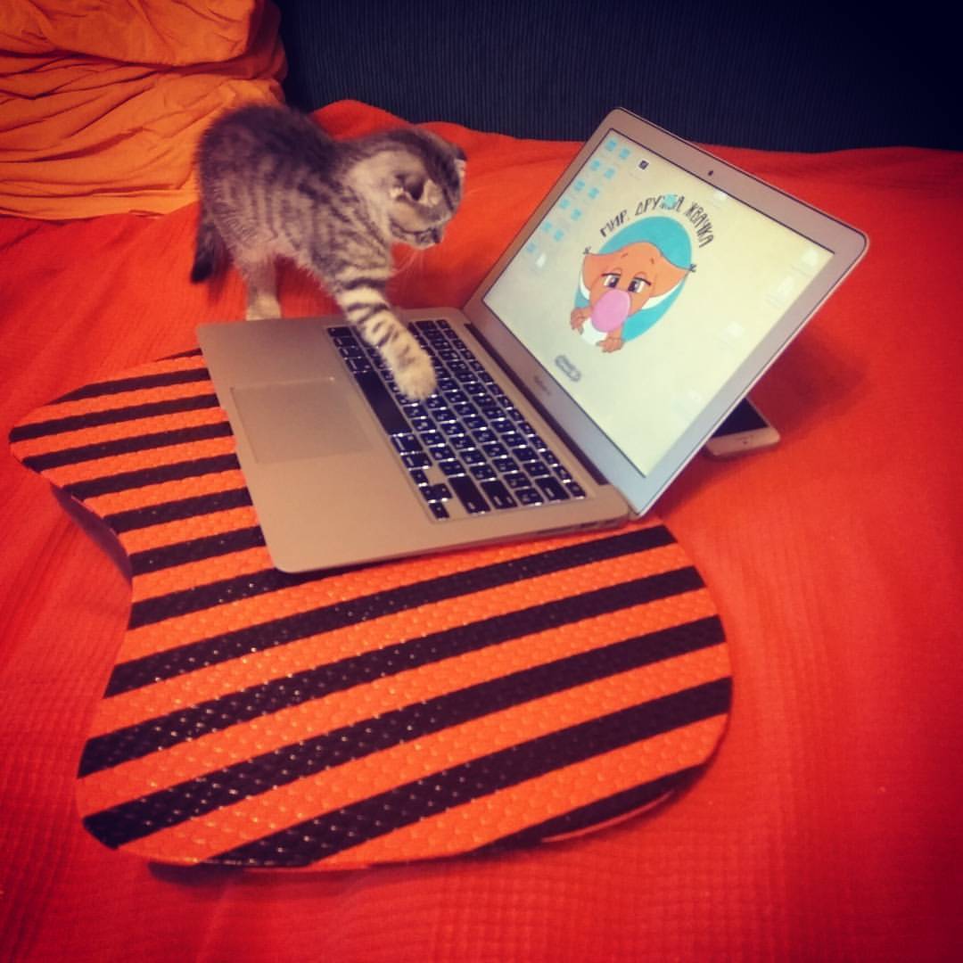 When you step away from your laptop for 5 seconds - My, cat, Cats and kittens, Notebook