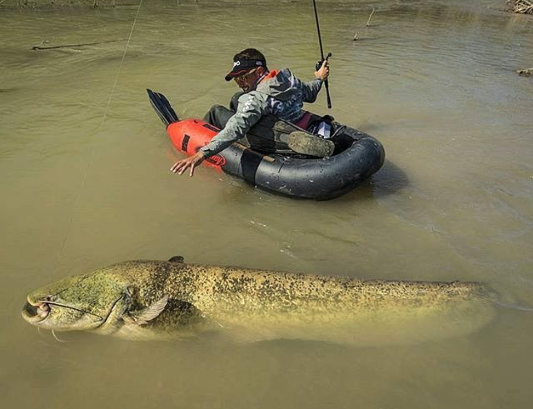 Good catch - Fishing, Catfish