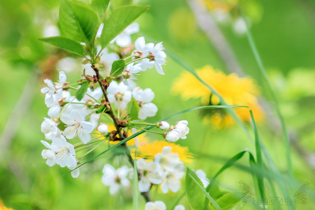 almost summer - My, The photo, May, Nature, Flowers, Birds, Summer is coming, Longpost