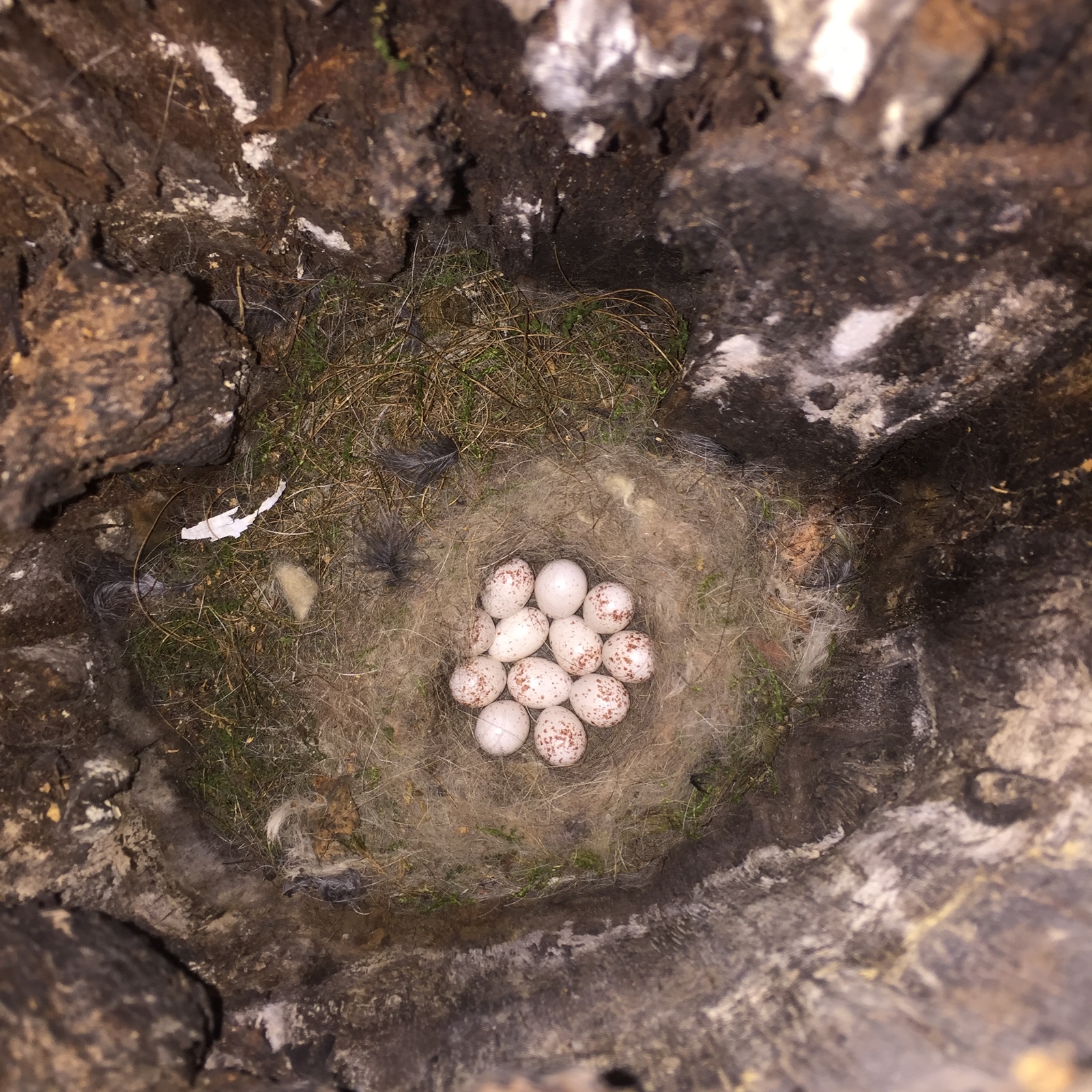 mother record holder - My, Bugrinskaya grove, Novosibirsk, Forest, Nest, Longpost