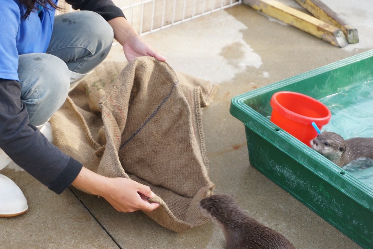 How to properly pack otters - Otter, Otters, Milota, Animals, Longpost