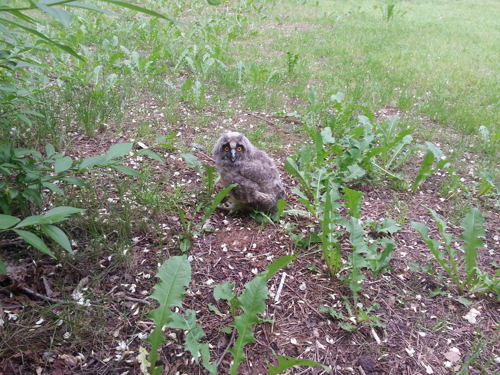 Hello - My, Owl, Meeting