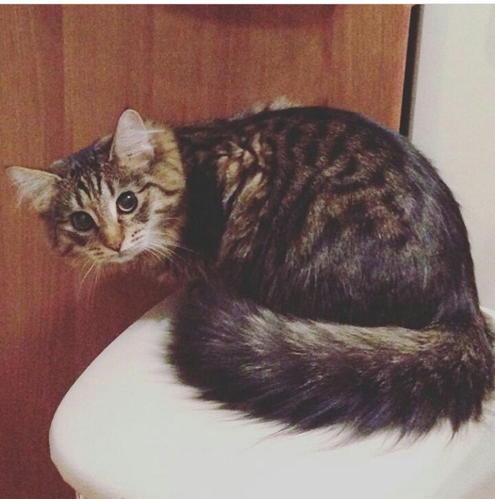 Lost cat - My, A loss, cat, The missing, Help, Novopodrezkovo, Khimki