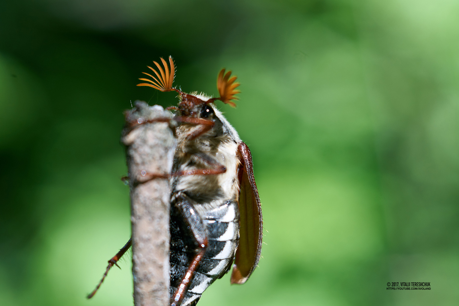 Ah, this May! - My, Nature, , The photo, Macro photography, Closeup, Macro, Жуки