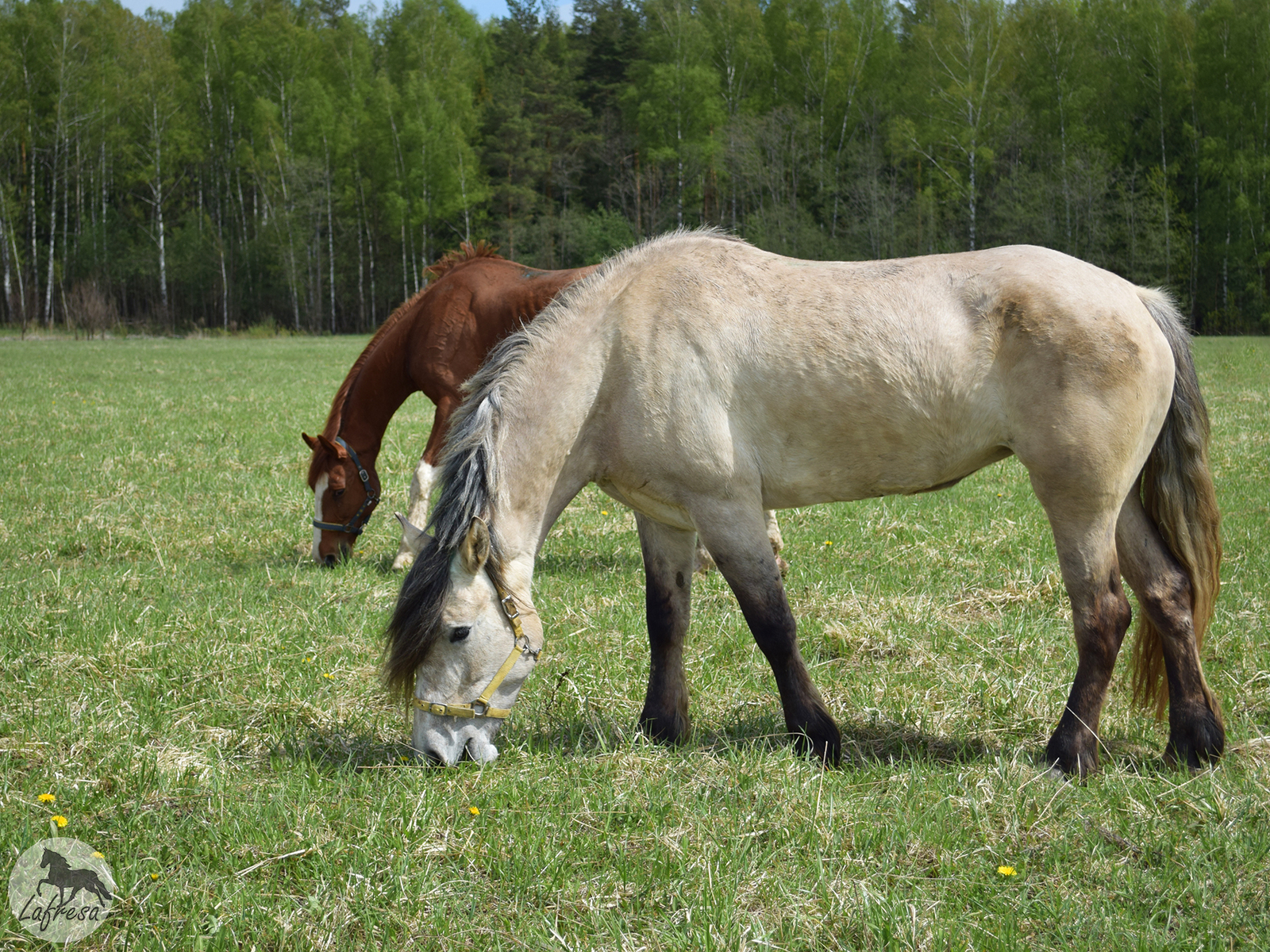 With horses in nature: waiting vs. - My, Horses, The photo, Nature, Animals, Horses, Longpost