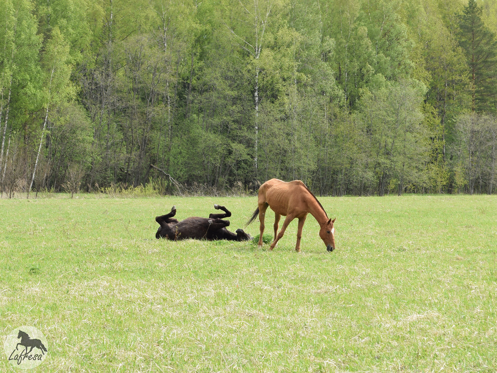 With horses in nature: waiting vs. - My, Horses, The photo, Nature, Animals, Horses, Longpost