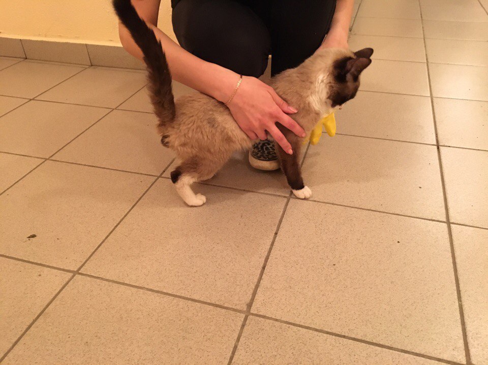 Kitten found (Owner found) - My, cat, , Yekaterinburg, Help, Longpost