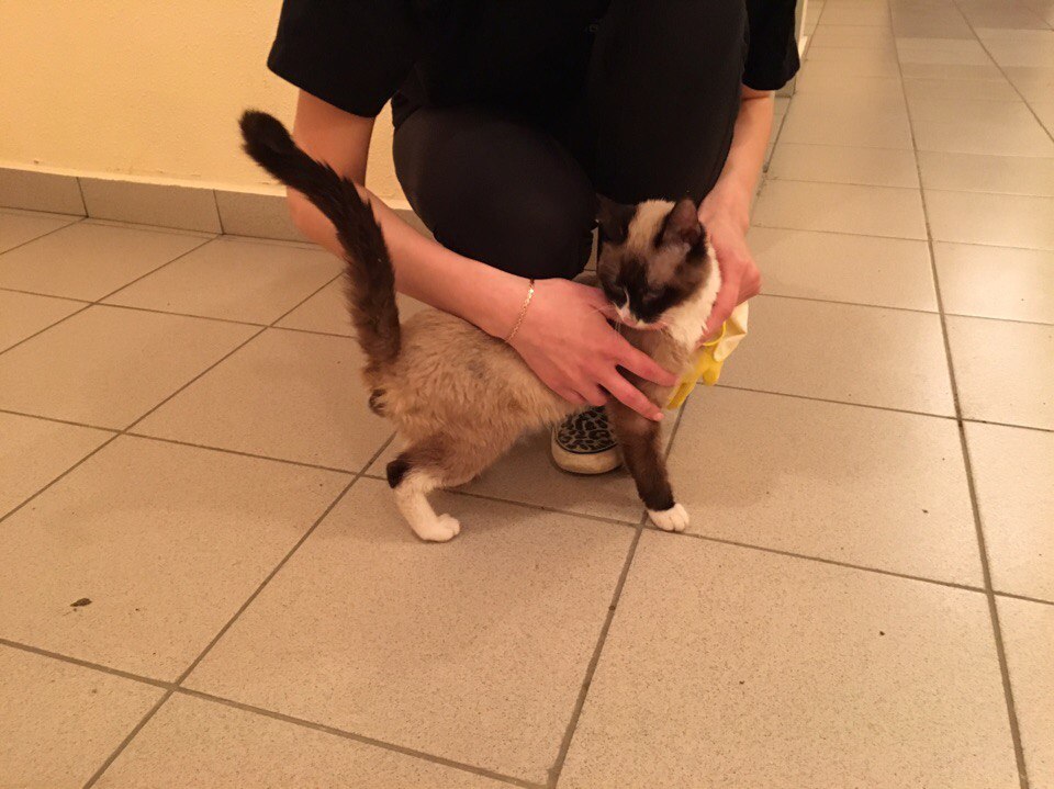 Kitten found (Owner found) - My, cat, , Yekaterinburg, Help, Longpost