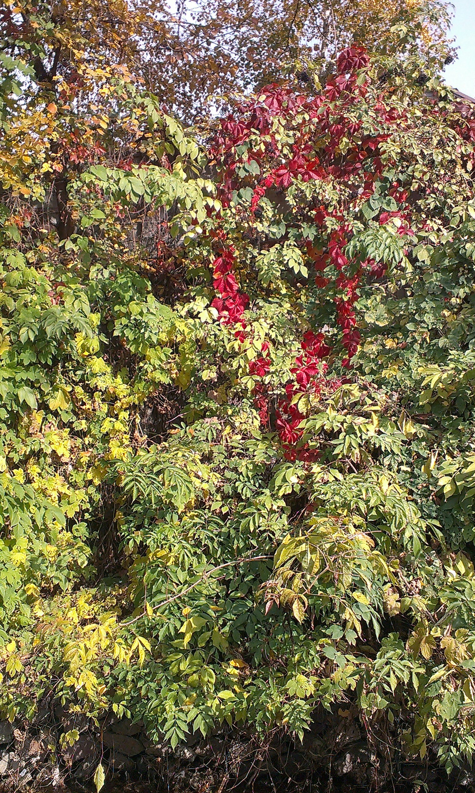 Colorful autumn. - My, The photo, beauty of nature, Lake, Longpost