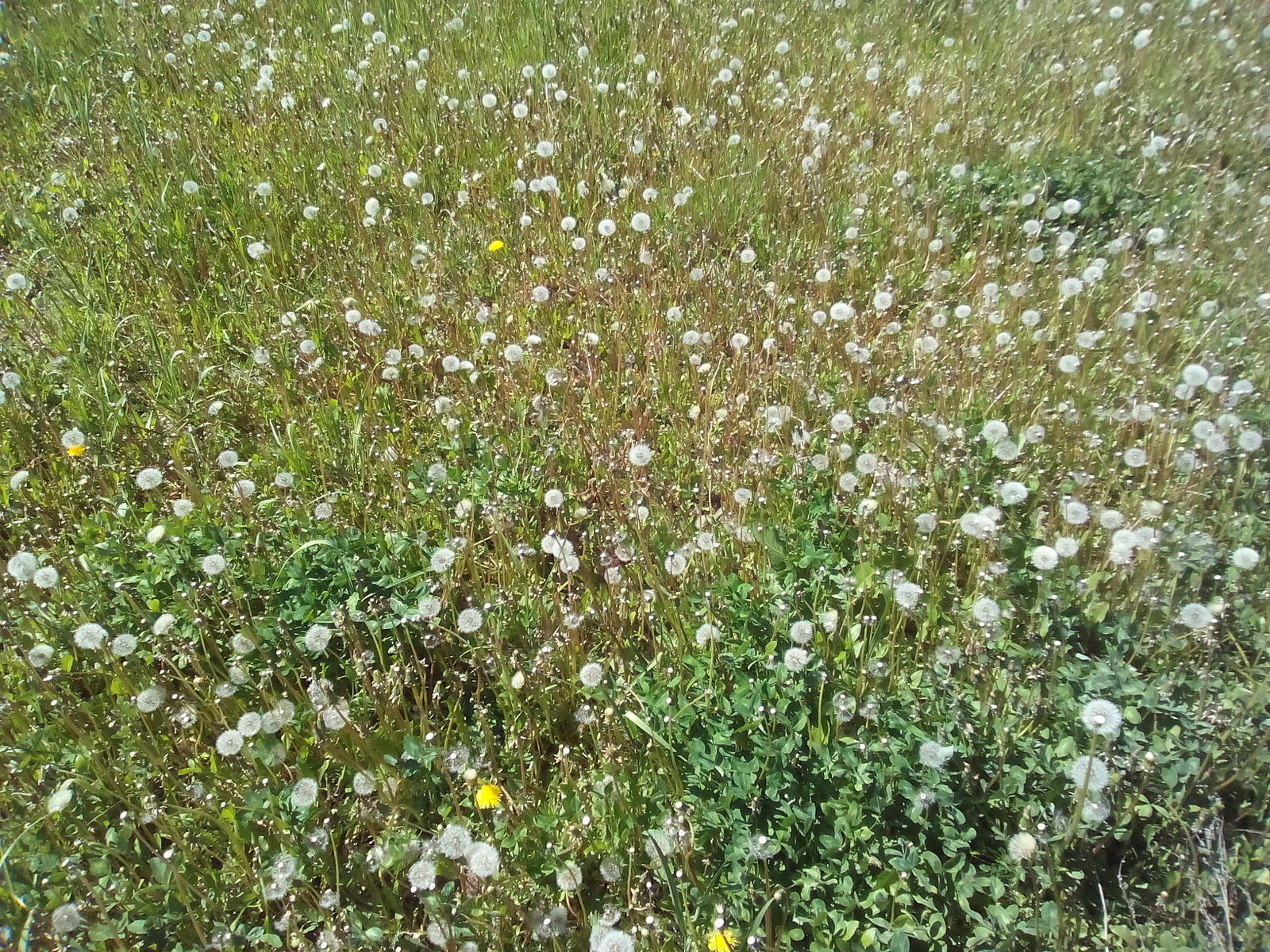 Dandelions - My, Dandelion, Village, Dacha, Weeds